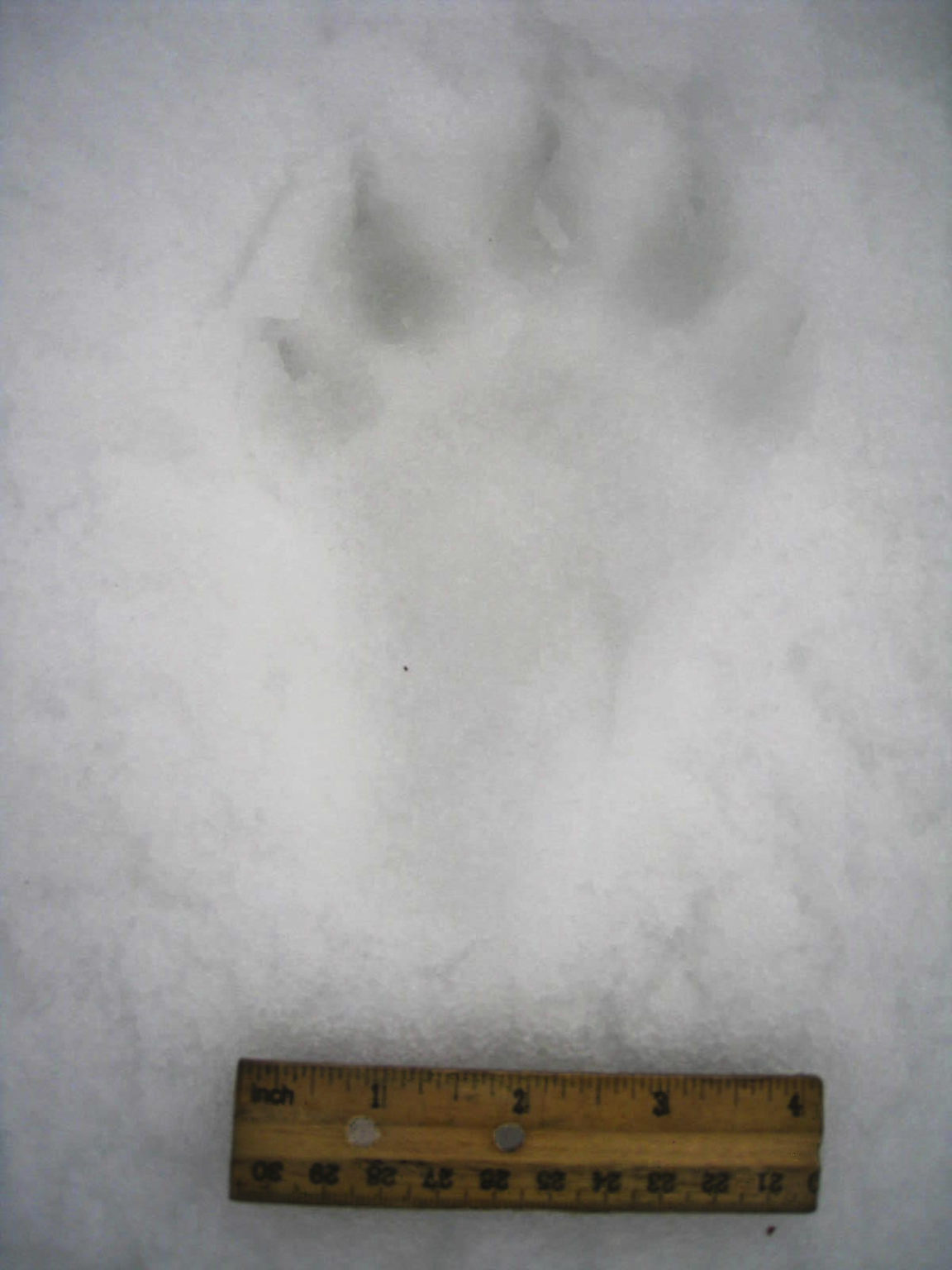 Wolverine Tracks – Cascades Wolverine Project