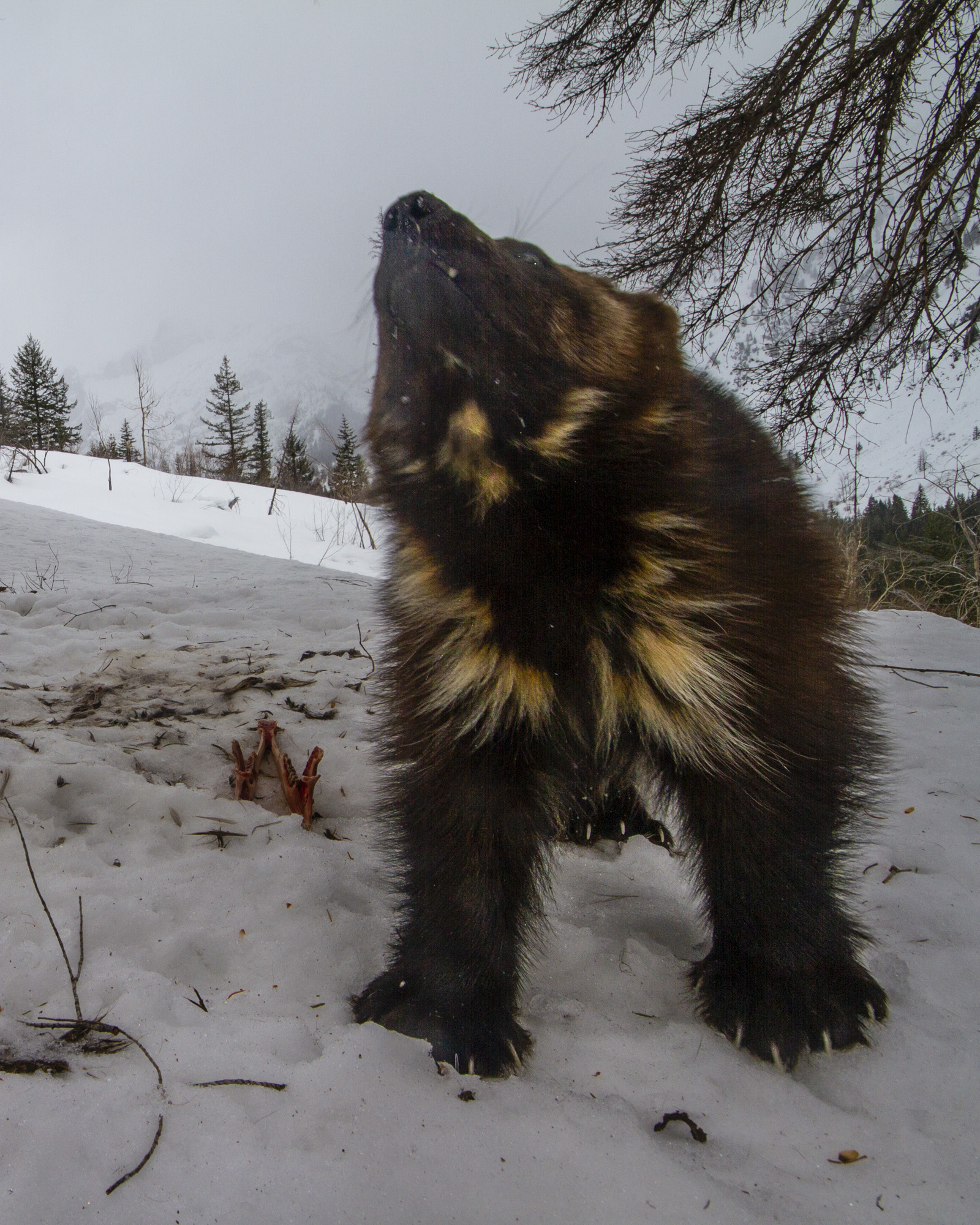 2020 Field Season Update – Cascades Wolverine Project