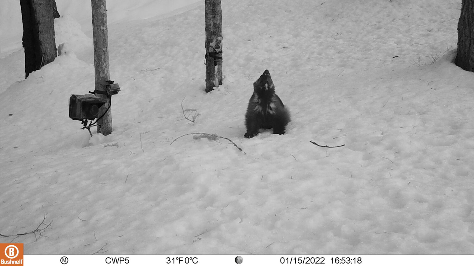 2022 Cascades Wolverine Project Progress Report – Cascades Wolverine ...