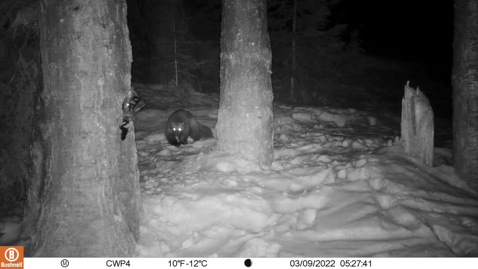 2022 Cascades Wolverine Project Progress Report – Cascades Wolverine ...