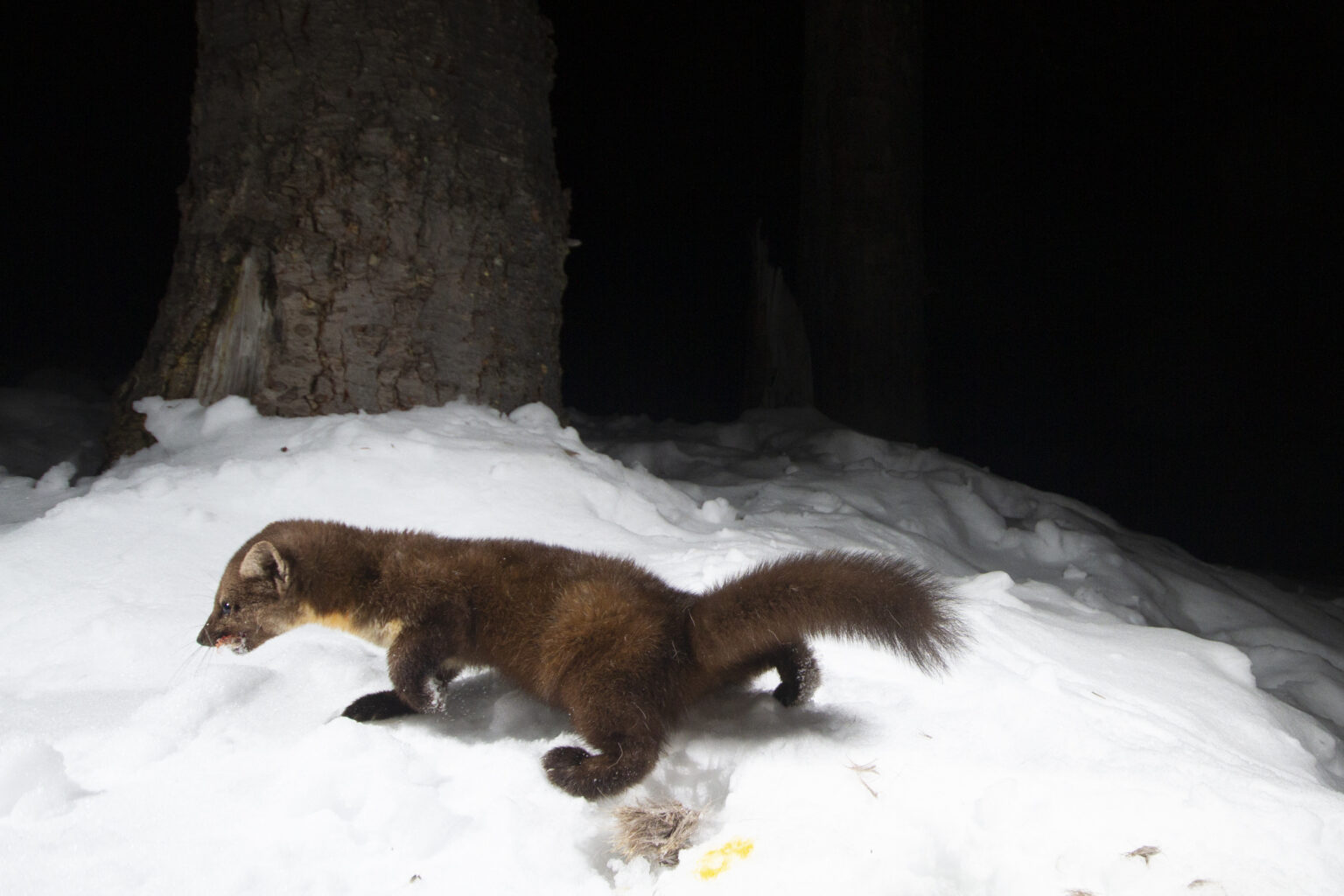 2022 Cascades Wolverine Project Progress Report – Cascades Wolverine ...