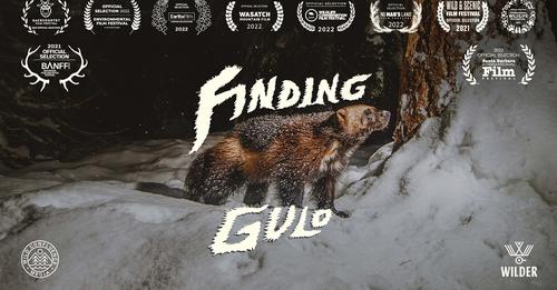 A wolverine at the center of the Finding Gulo banner