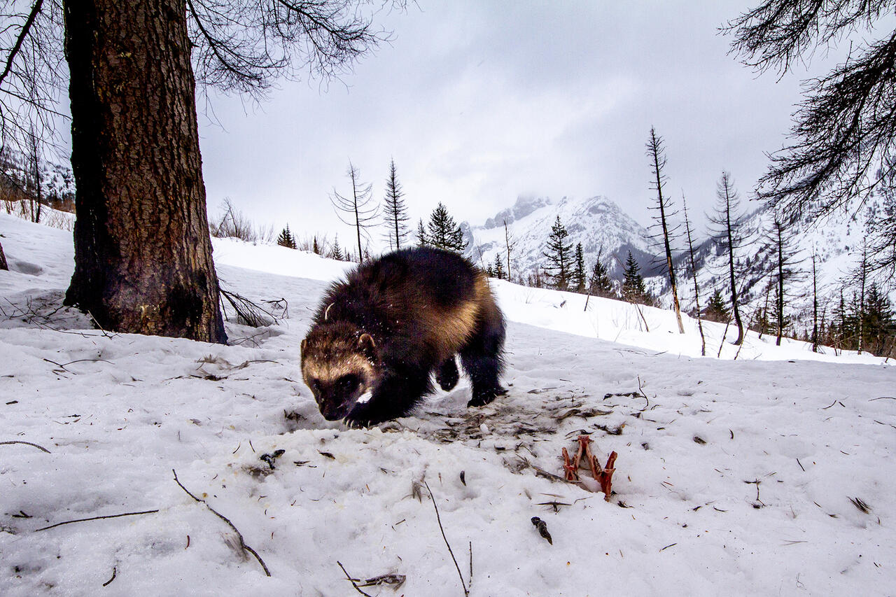 A wolverine sniffs the snow in the North Cascades